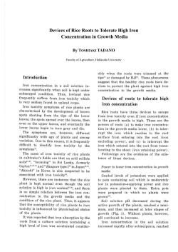 Devices of Rice Roots to Tolerate High Iron Concentration