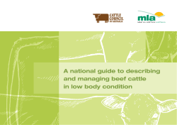A national guide to describing and managing beef cattle in low body