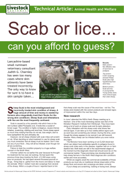 Sheep Scab or Lice, can you afford to guess?