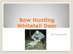 Bow Hunting Whitetail Deer