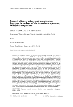 Enamel ultrastructure and masticatory function in molars of the