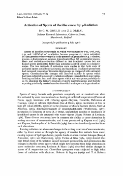 Activation of Spores of Bacillus cereus by y-Radiation