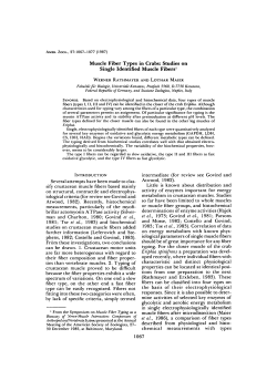 Muscle Fiber Types in Crabs: Studies on Single Identified Muscle