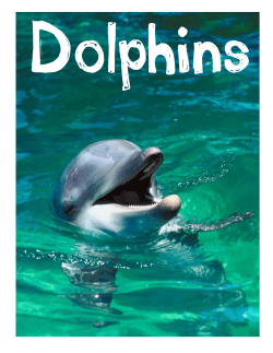 Dolphin Porpoise