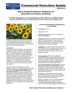 Sunflower - Environmental Horticulture