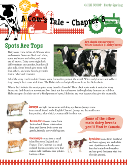 A Cow`s Tale