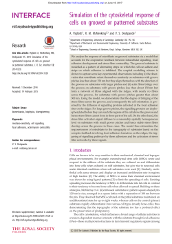 Simulation of the cytoskeletal response of cells on grooved or