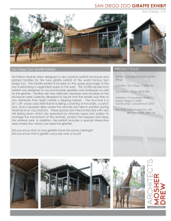 SAN DIEGO ZOO GIRAFFE EXHIBIT