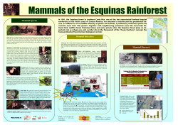 Mammals of the Esquinas Rainforest
