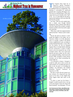 The 37-foot pin oak sits 19 floors, about 200 feet