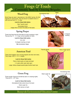 Frog and Toad ID sheet