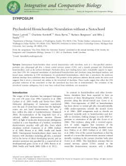 Ptychoderid Hemichordate Neurulation without a Notochord