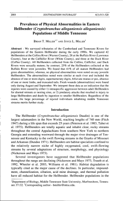 Prevalence of Physical Abnormalities in Eastern Hellbender