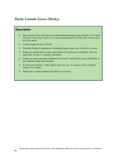 Dusky Canada Goose (Dusky)