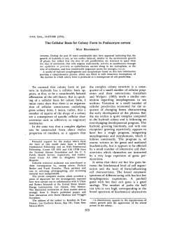 The Cellular Basis for Colony Form in Podocoryne carnea