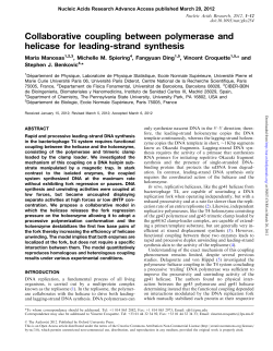 Collaborative coupling between polymerase and helicase for