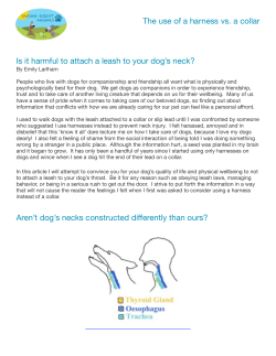 Dog harness advice - Saving Great Animals