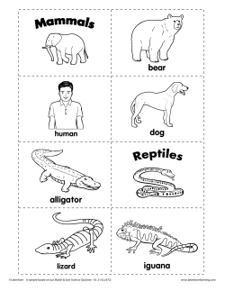 bear iguana alligator dog
