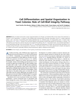 Cell Differentiation and Spatial Organization in Yeast