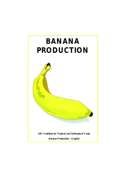 BANANA PRODUCTION