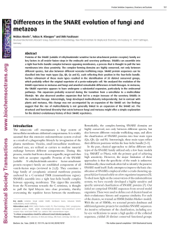 Differences in the SNARE evolution of fungi and metazoa
