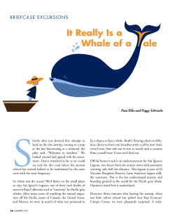 It Really Is a Whale of a ale - The Bar Association of San Francisco