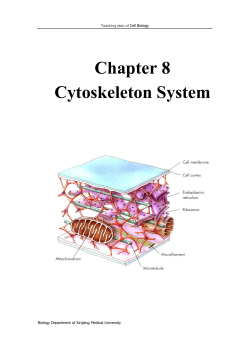 Chapter 8 Cytoskeleton System