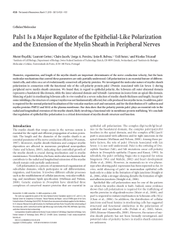 Pals1 Is a Major Regulator of the Epithelial