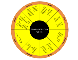 Odor Description Wheel