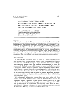 an ultrastructural and radioautographic investigation of the