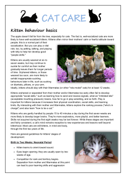 CAT CARE Kitten behaviour basics