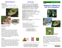 Bagworms, webworms and tent caterpillars