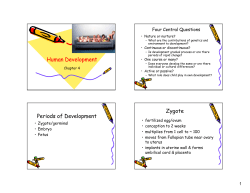 Human Development Periods of Development Zygote