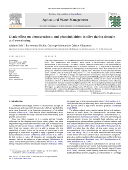 Shade effect on photosynthesis and photoinhibition in olive during