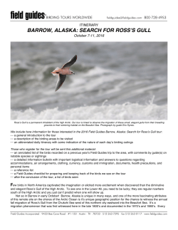barrow, alaska: search for ross`s gull