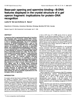 Base-pair opening and spermine binding&mdash;B