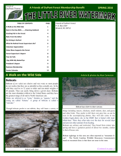 A Walk on the Wild Side - DuPont State Recreational Forest