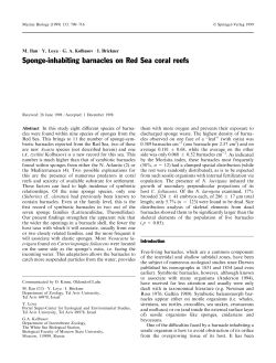 Sponge-inhabiting barnacles on Red Sea coral reefs