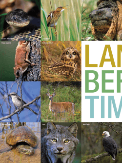Short-eared owl Least bittern Snapping turtle flying Squirrel eastern