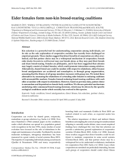 Eider females form non-kin brood-rearing coalitions