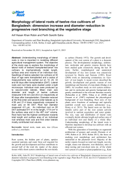 Morphology of lateral roots of twelve rice cultivars of