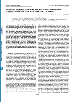 Nucleotide Exchange, Structure, and Mechanical