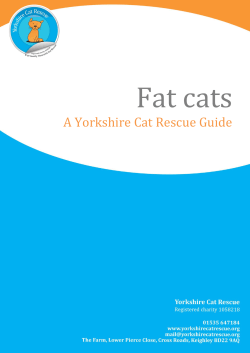 Fat Cats - Yorkshire Cat Rescue