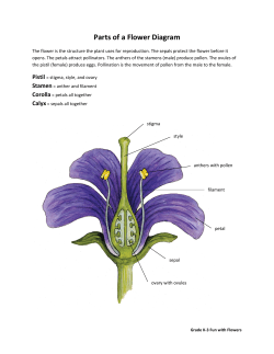 Parts of a Flower Diagram