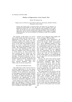 Studies on Regeneration of the Lizard`s Tail Department of Anatomy