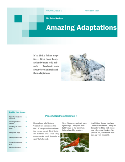 Amazing Adaptations