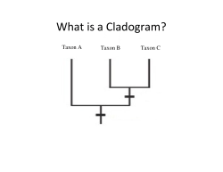 What is a Cladogram?