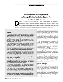 Hemodynamic Flow Hypothesis for Energy Dissipation in the Equine