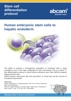 Stem cell differentiation protocol Human embryonic stem