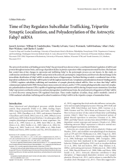 Time of Day Regulates Subcellular Trafficking, Tripartite Synaptic